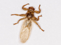 Lipoptena cervi